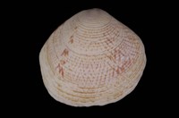 藏品(唱片簾蛤)的圖片